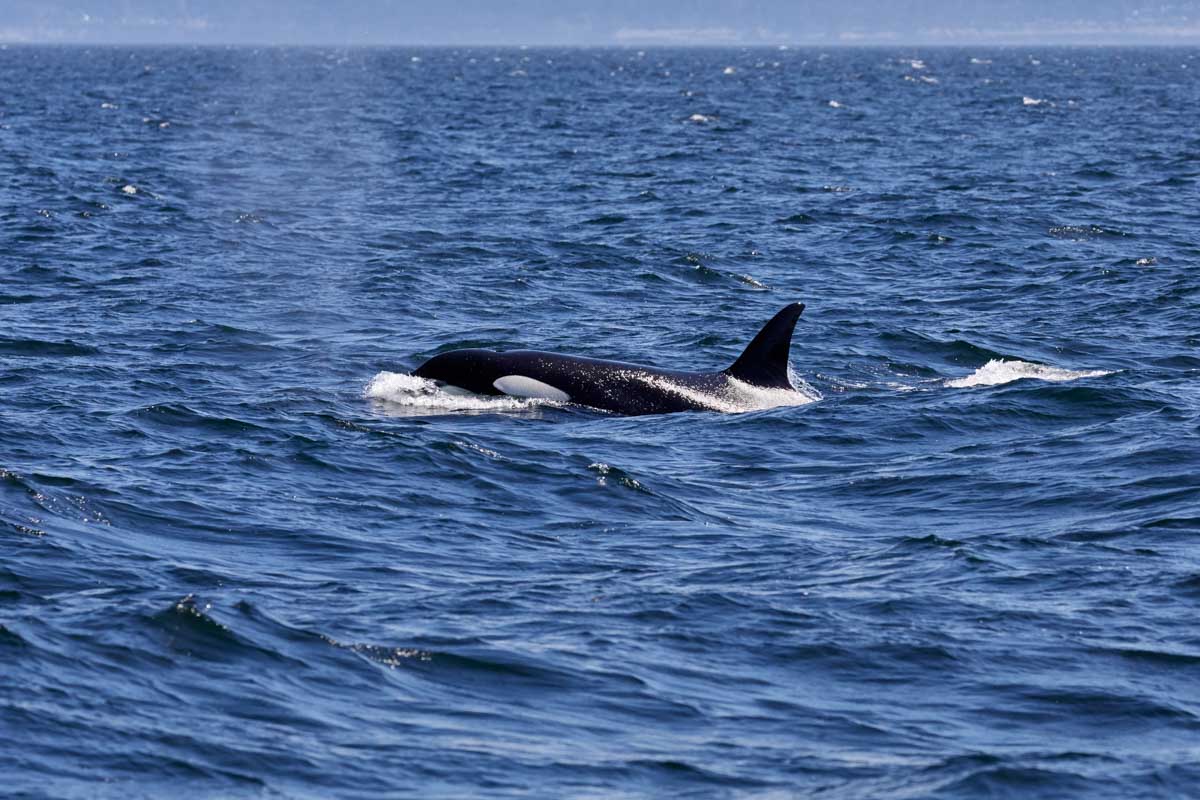 A lone orca swims through the water between Vancouver and Vancouver Island
