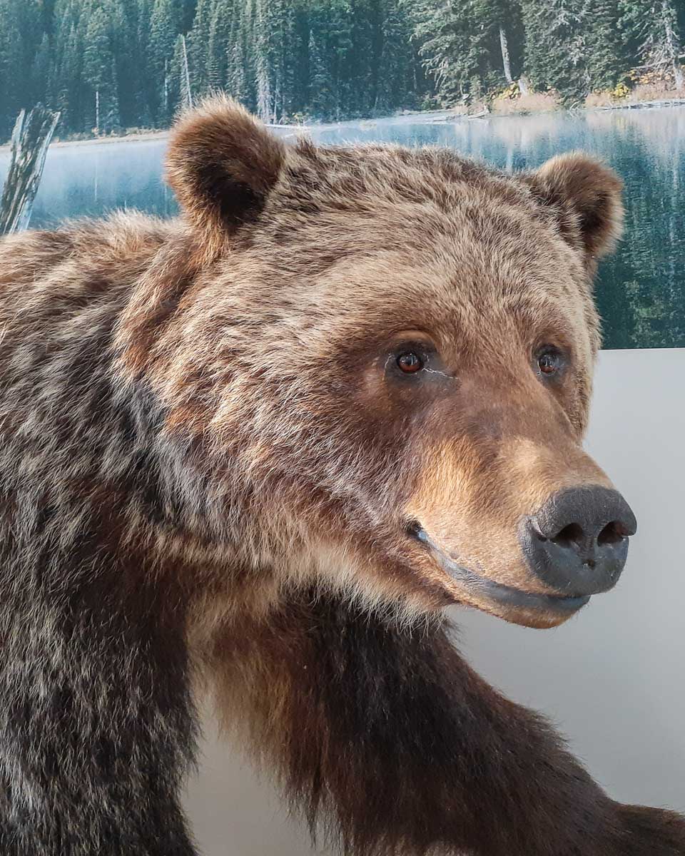 A stuffed bear at Fernie Visitor Center