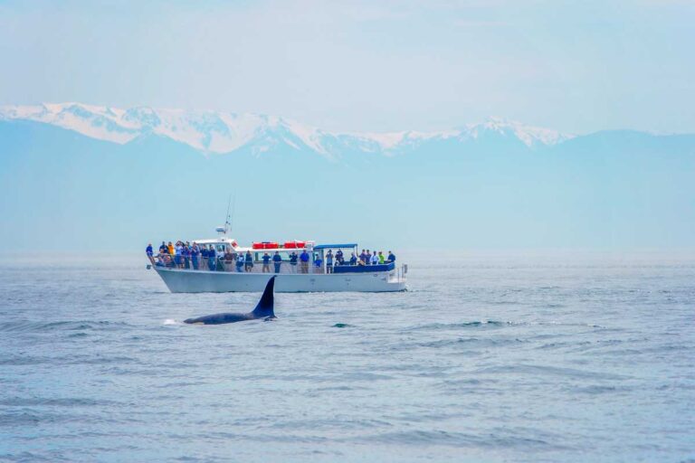 A whale watching tour in British Columbia follows an Orca on a tour