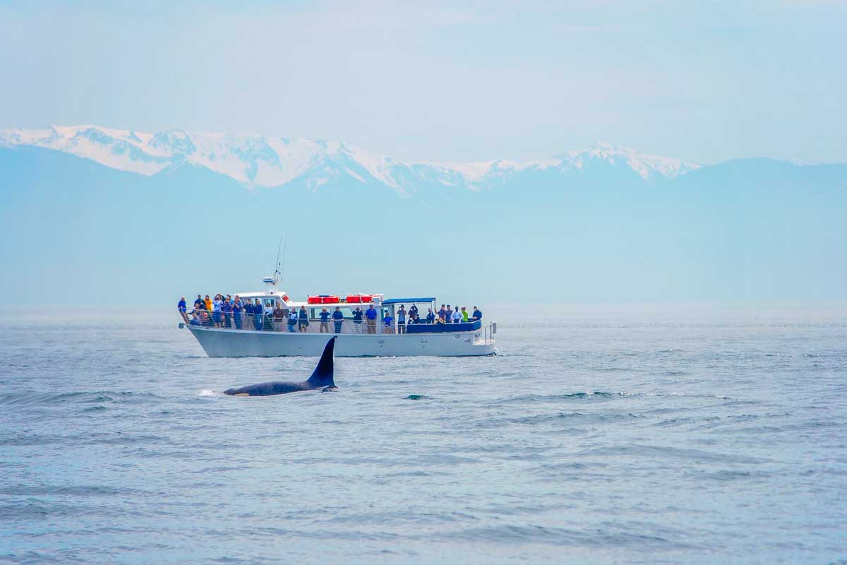 A whale watching tour in British Columbia follows an Orca on a tour