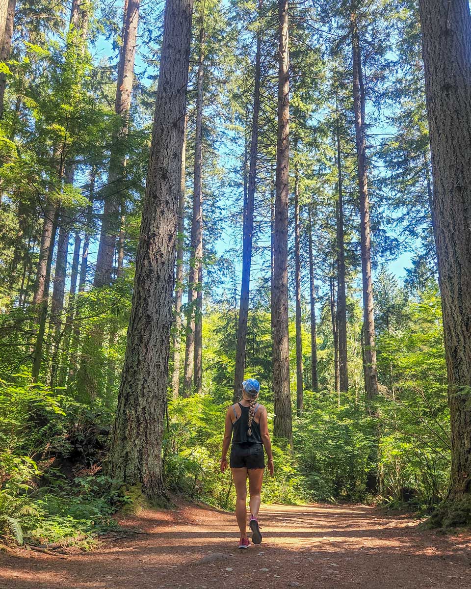 Bailey walks through Pacific Spirit Regional Park in Vancouver