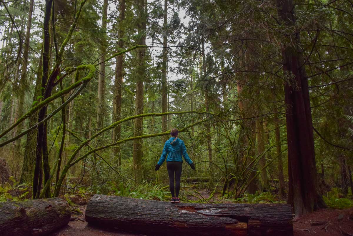 Bailey walks through Stanley Park, Vancouver