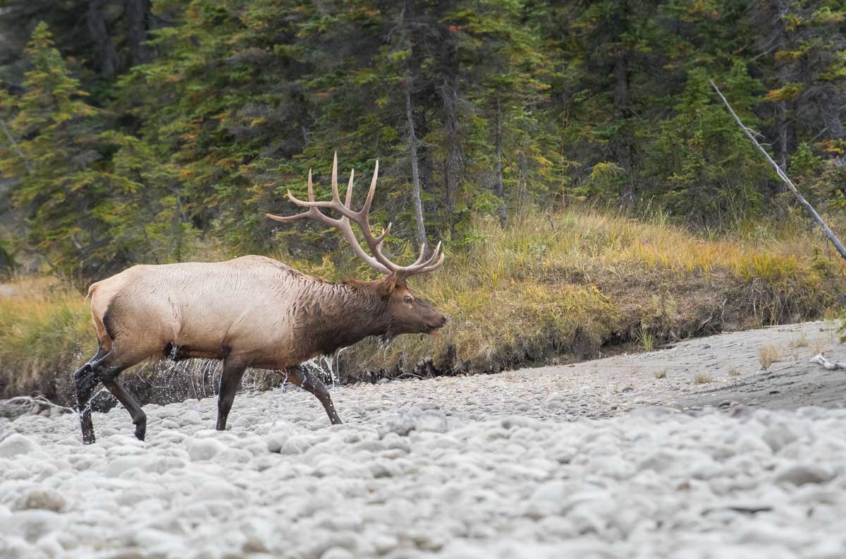 Bull Elk walks along the river in Jasper National Park