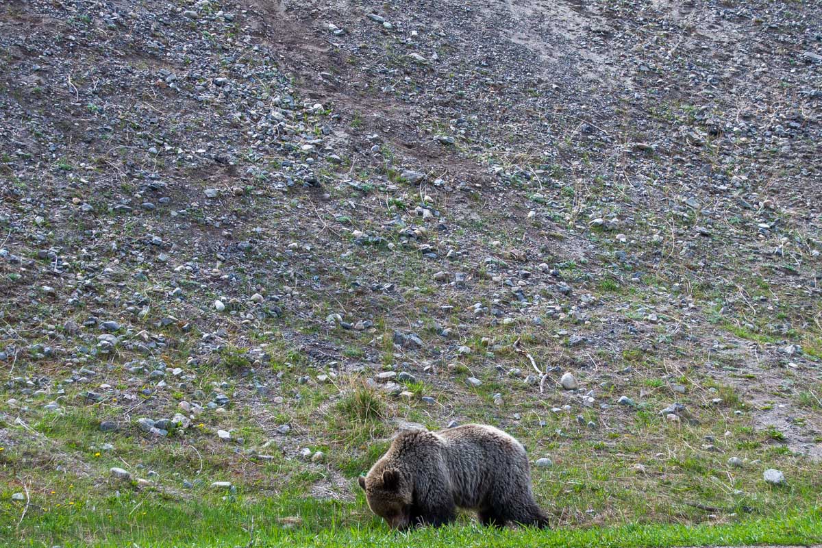 Grizzly bear eats in Jasper National Park