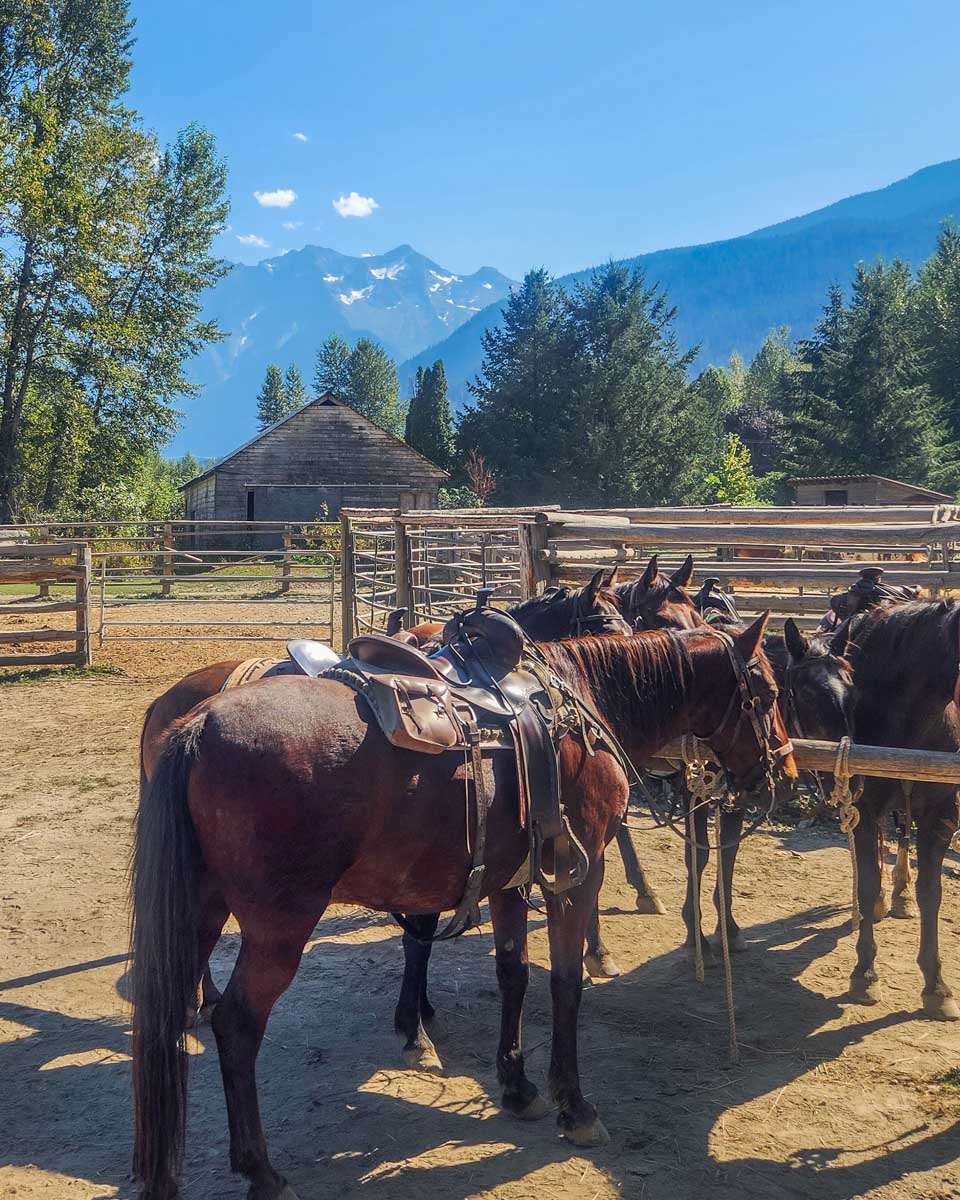 Horses ready to go at a stables in Pemberton BC