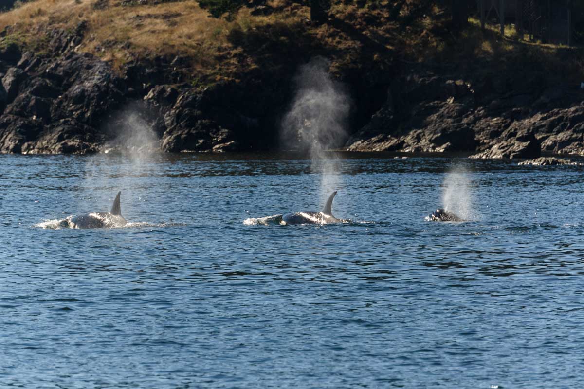 Pod of Orca swim through the water near Vancouver