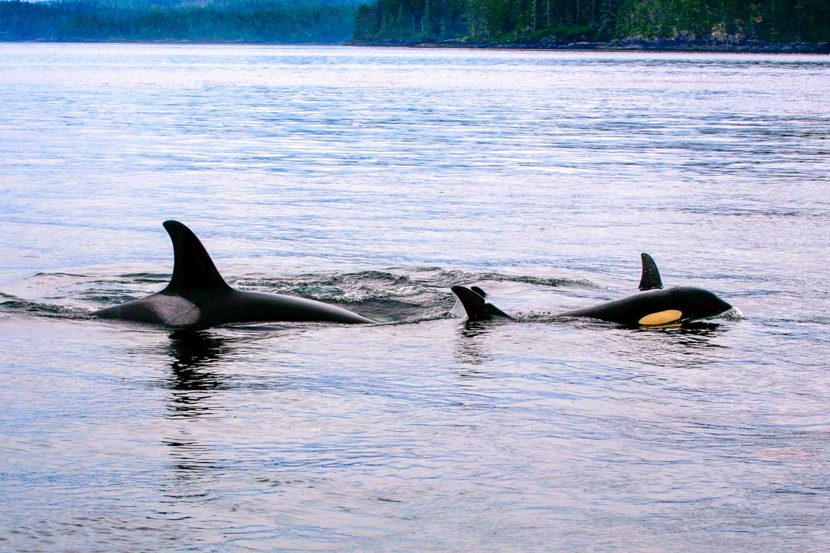 Pod of orca swim near a whale watching boat on a tour from Vancouver