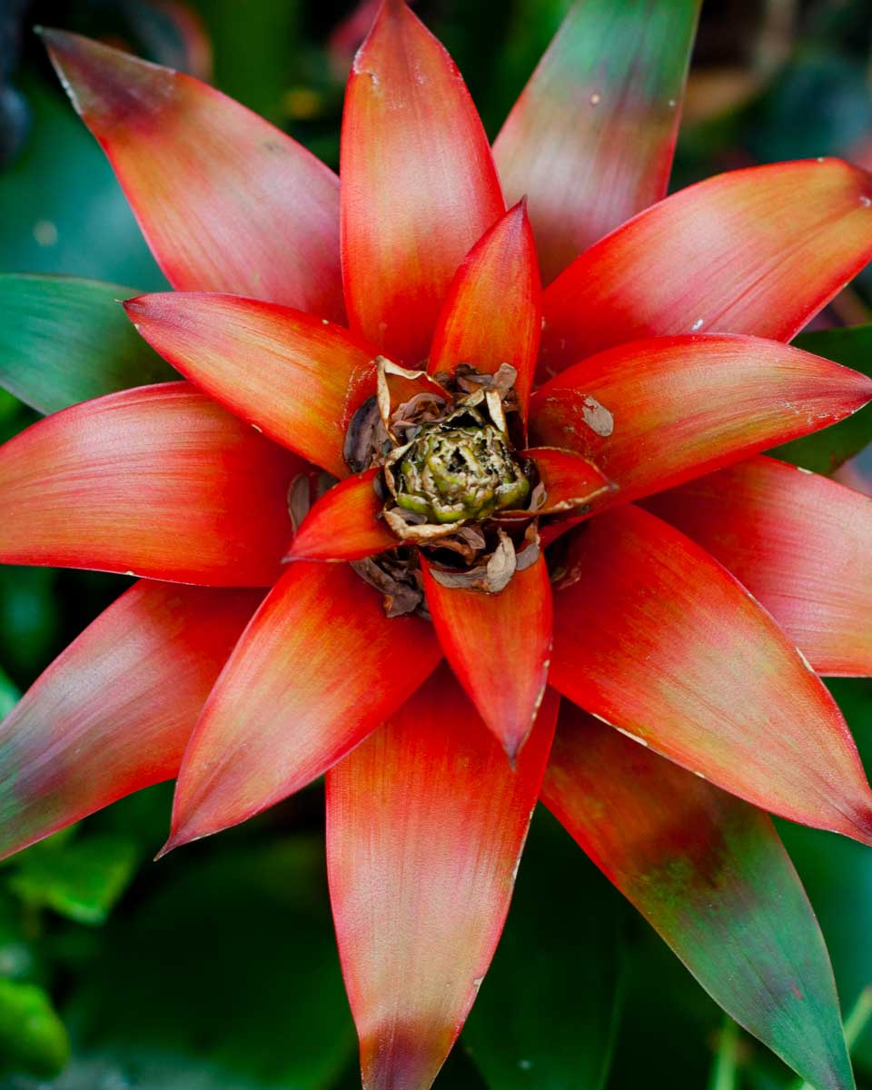 A flower at Muttart Conservatory in Edmonton