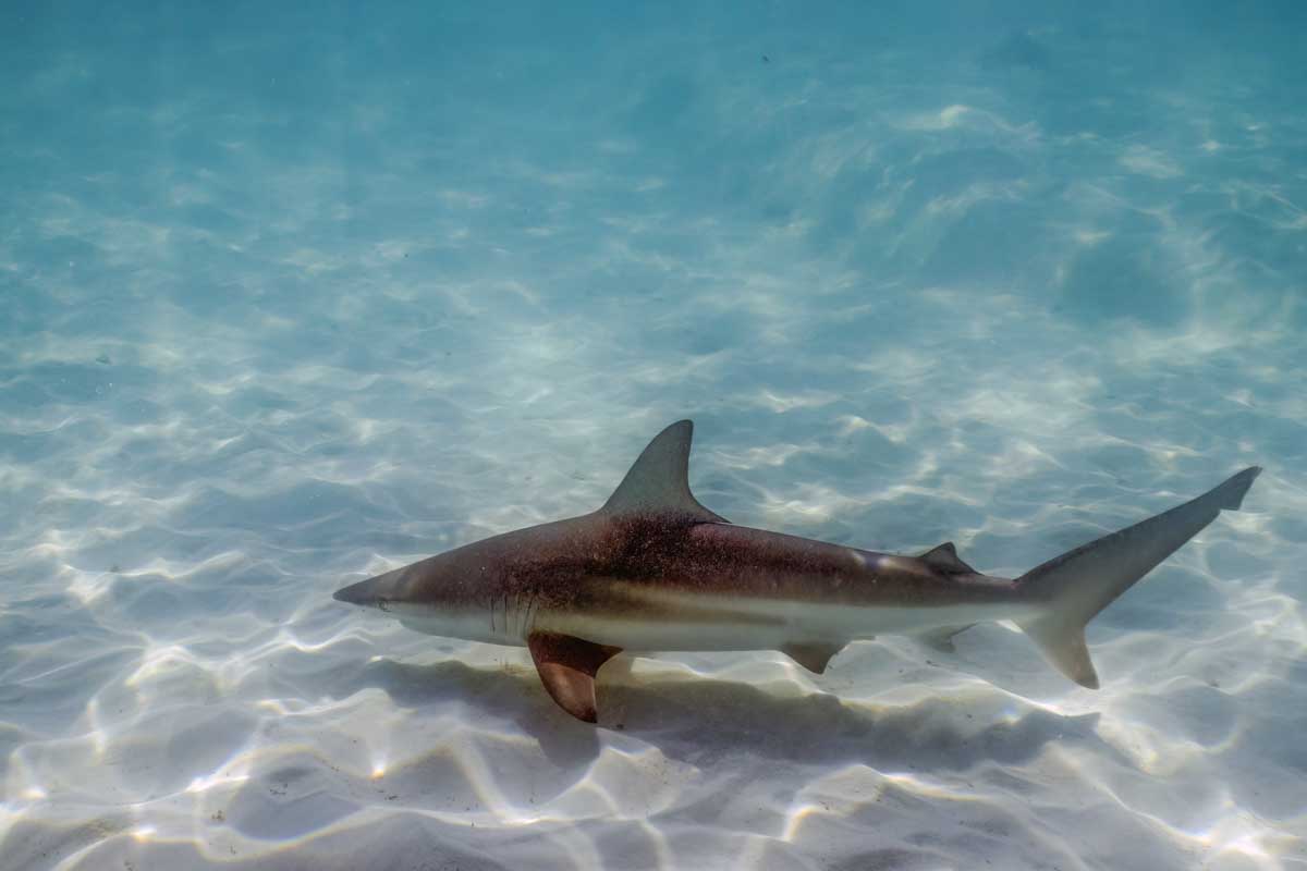 A reef shark swims below on a snorkeling tour in Fiji