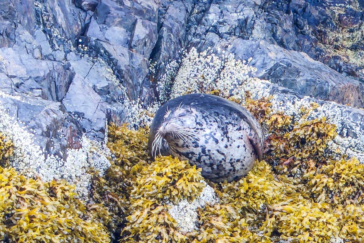A seal on a rock in Howe Sound, Vancouver