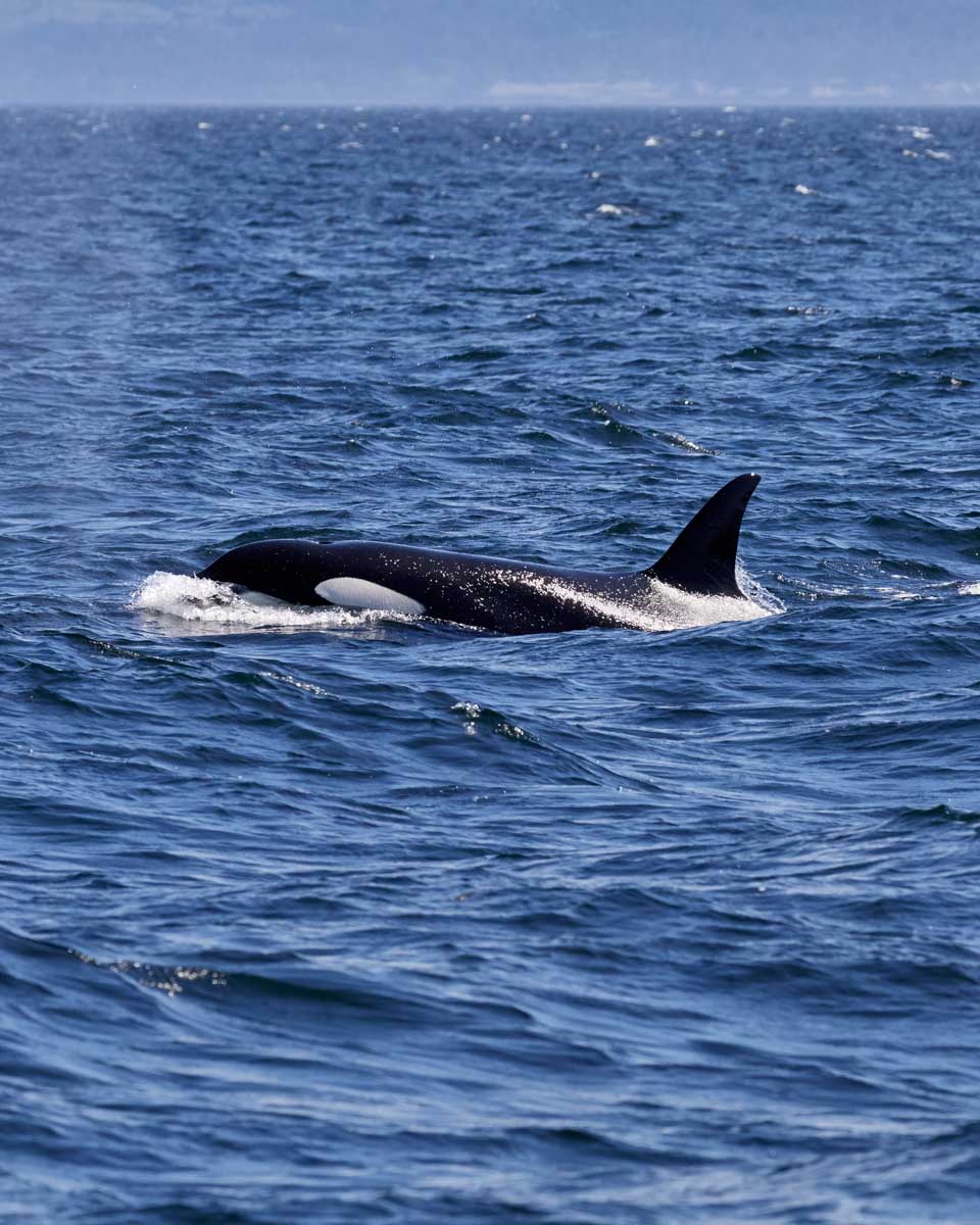 An orca swims in the ocean near Victoria on a whale watching tour