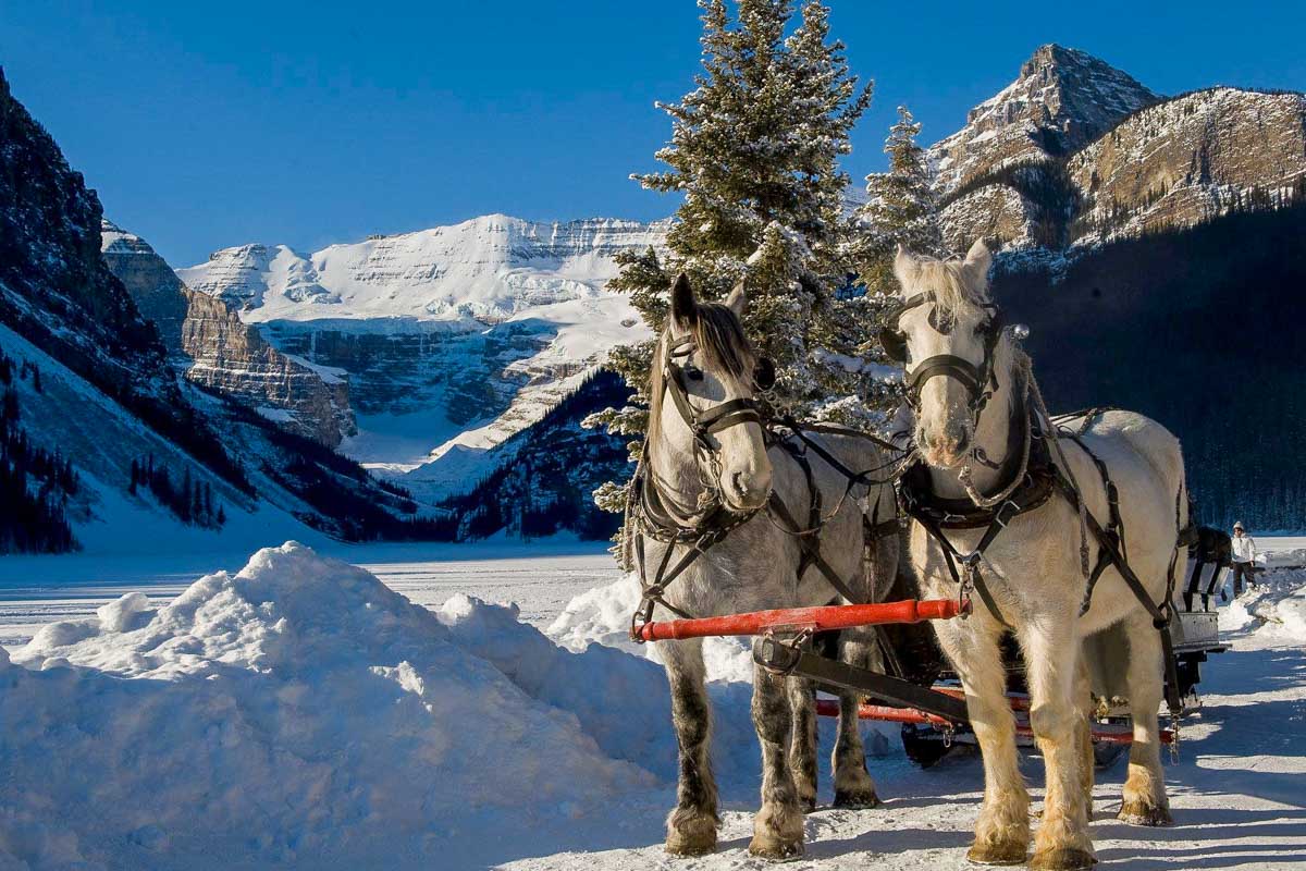 Brewster Adventures Banff Horse Sleigh Ride