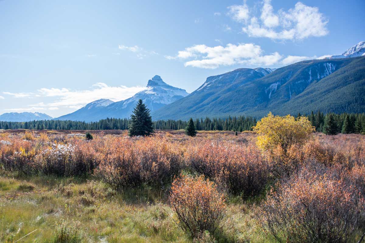 Moose Meadows along the Bow Valley Parkway (2)
