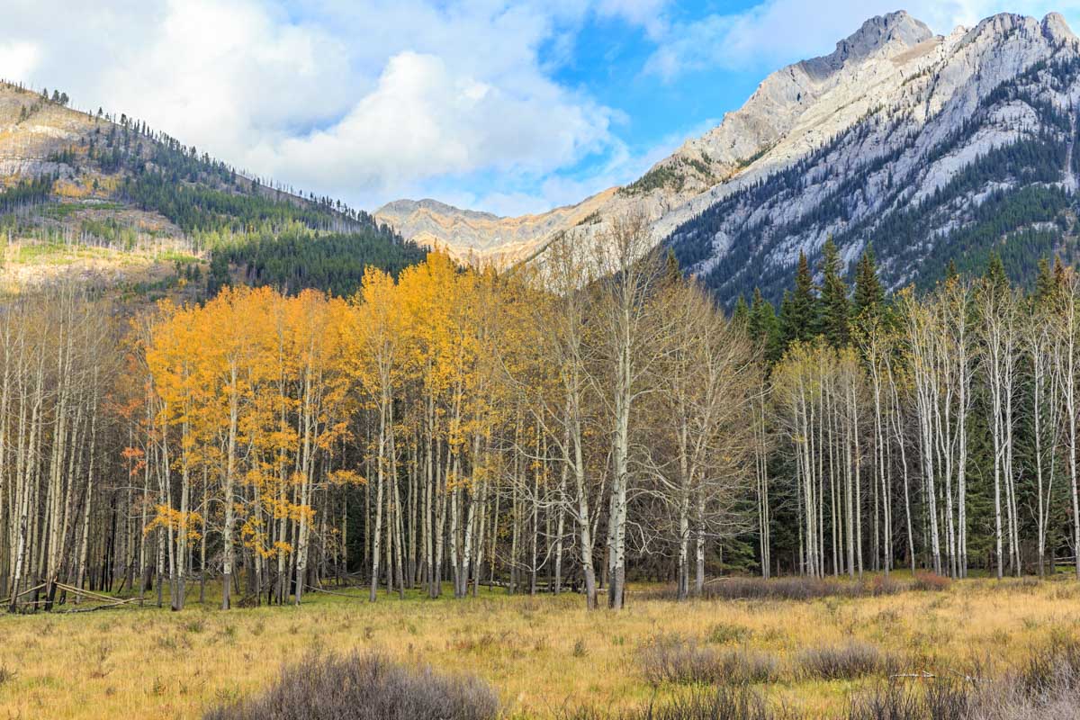Scenic view on the Bow Valley Parkway near Banff, Canada