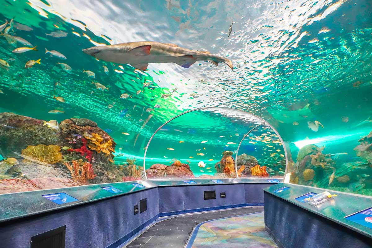 Walk through tank at Ripley's Aquarium of Canada