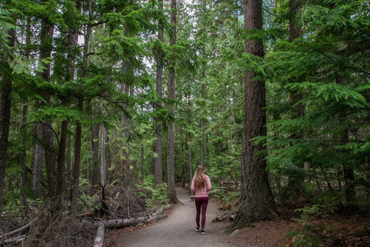 Bailey walks through the forest in Wells Gray Provincial Park, Canada