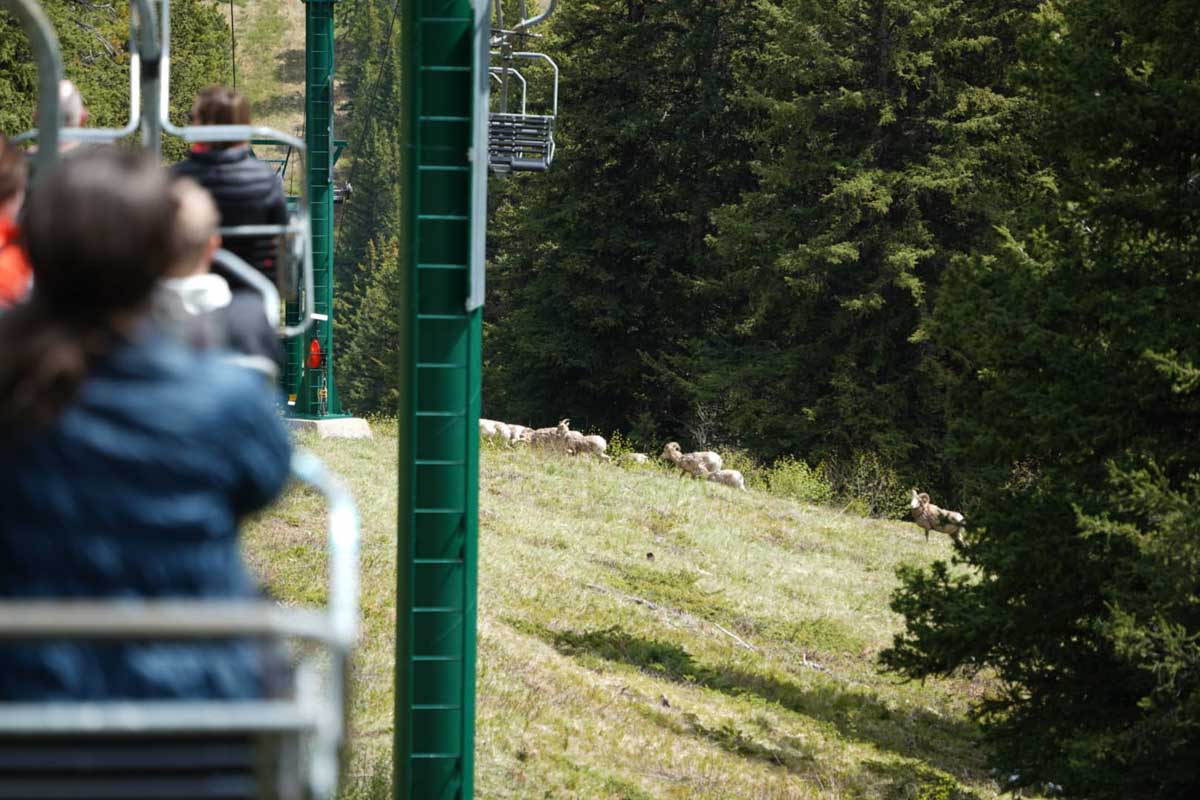 Mt Norquay Chairlift on the way down