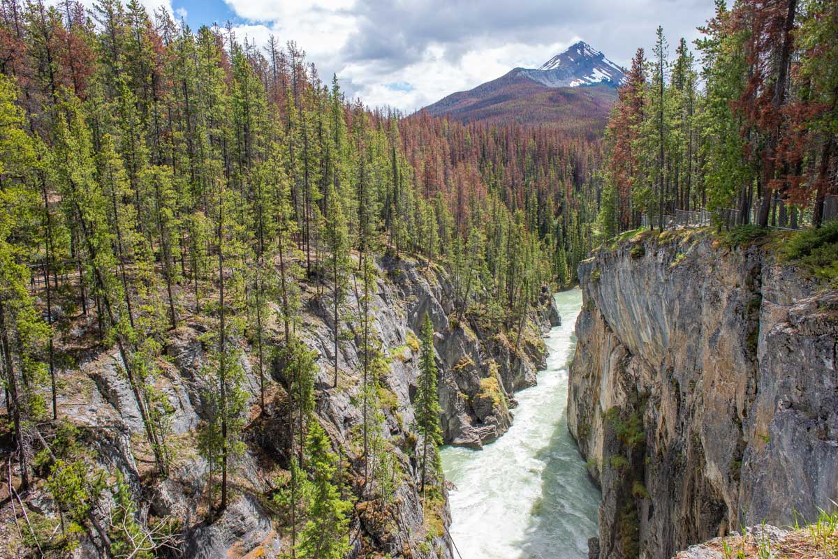 The beautiful valley downstream from Sunwapta Falls Jasper National Park
