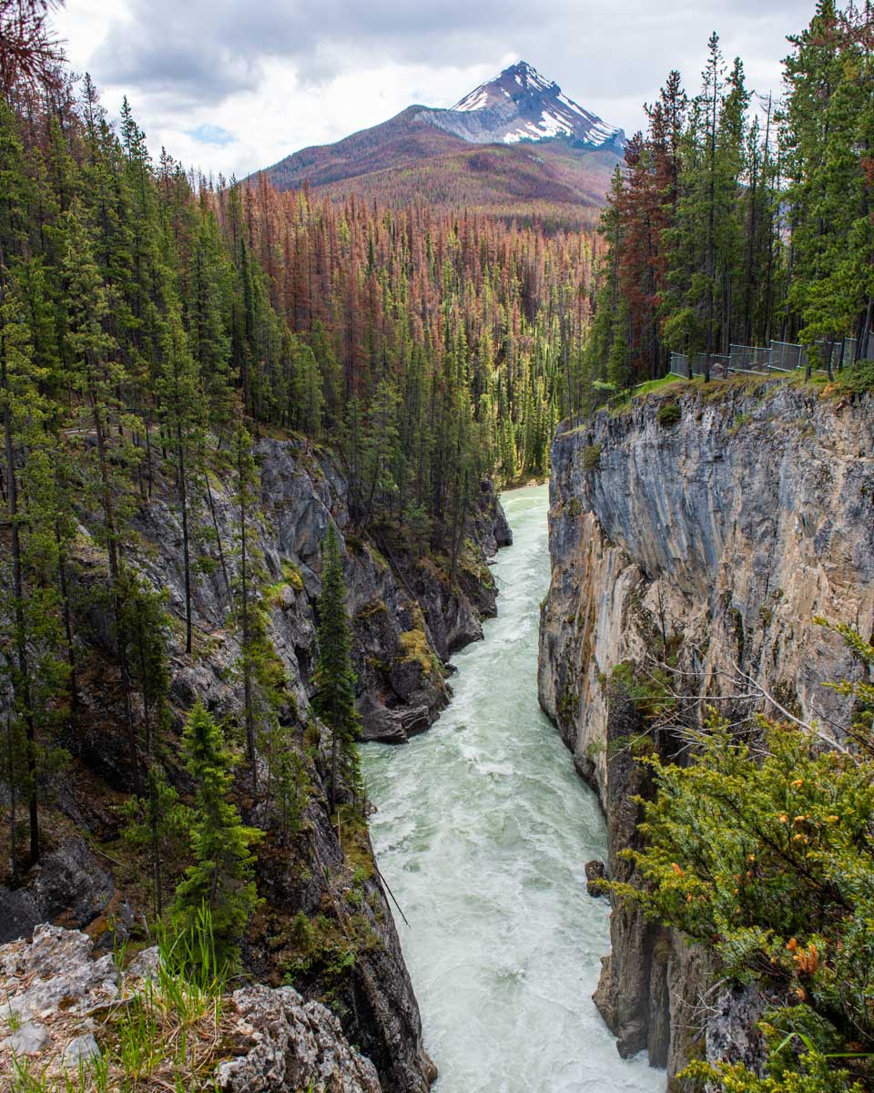 The valley downstream from Sunwapta Falls Jasper National Park