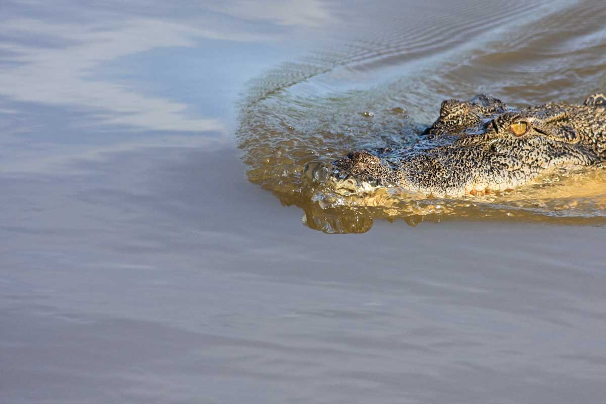 A crocodile swims in freshwater in Litchfield National Park, Darwin