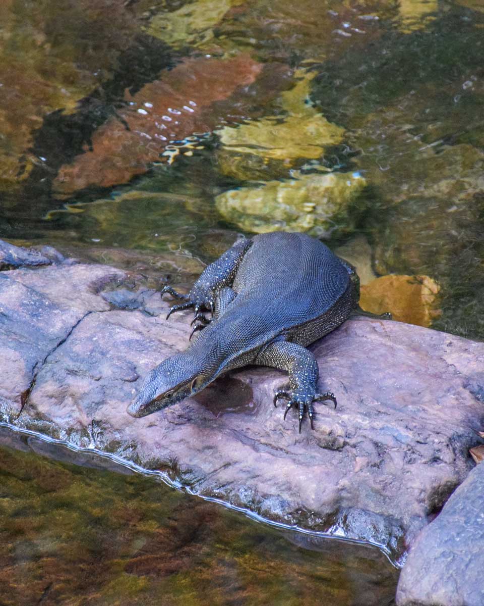 A lizard in Litchfield National Park
