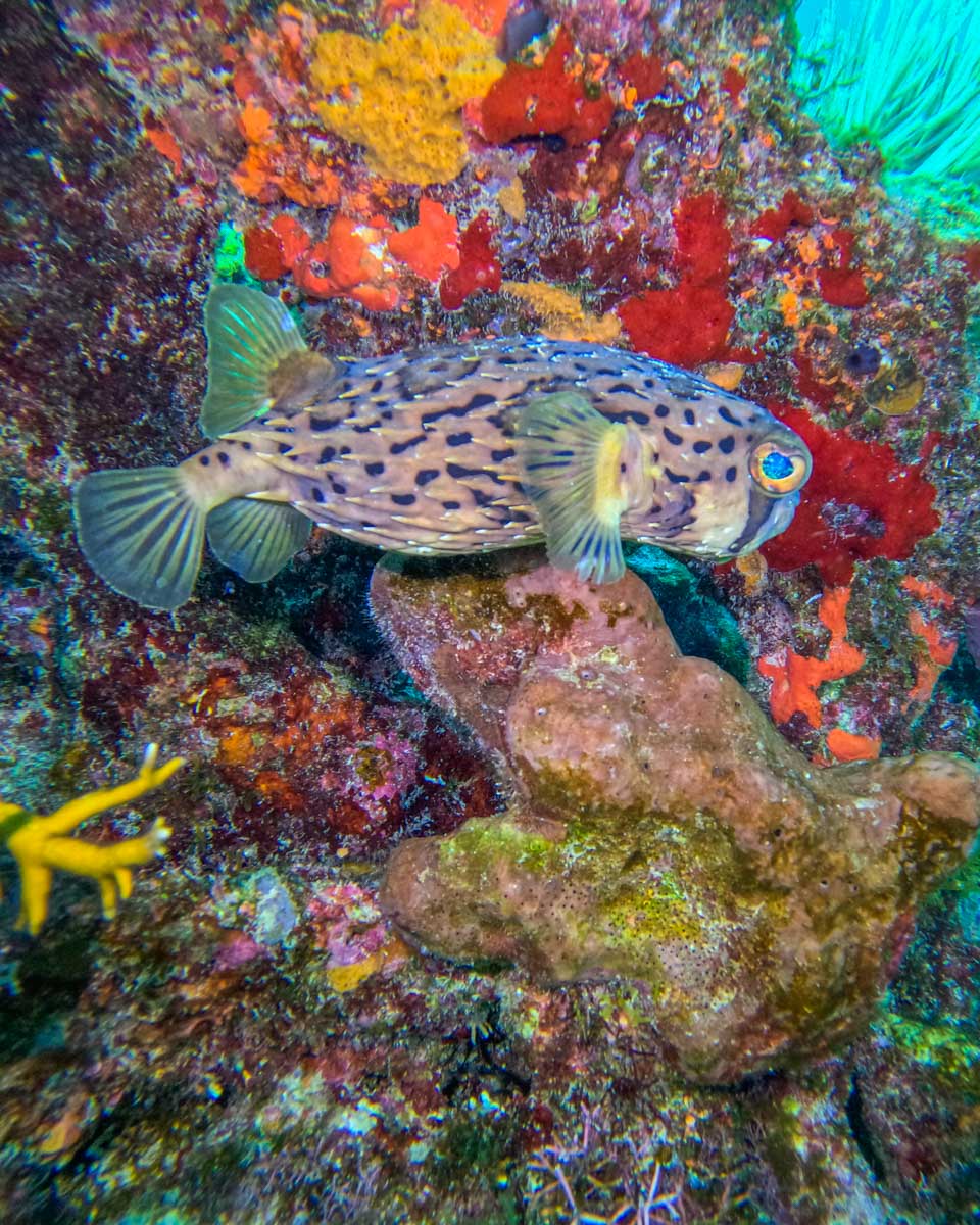 A puffer fish in Cancun, Mexico