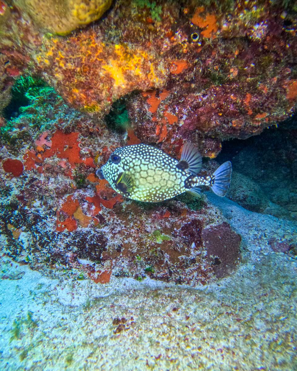 A puffer fish while scuba diving in Rio De Janeiro, Brazil