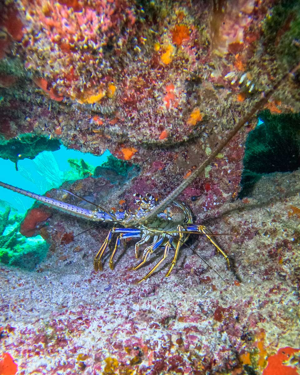 A rock lobster under a rock off the coast of Isla Holbox in Mexico