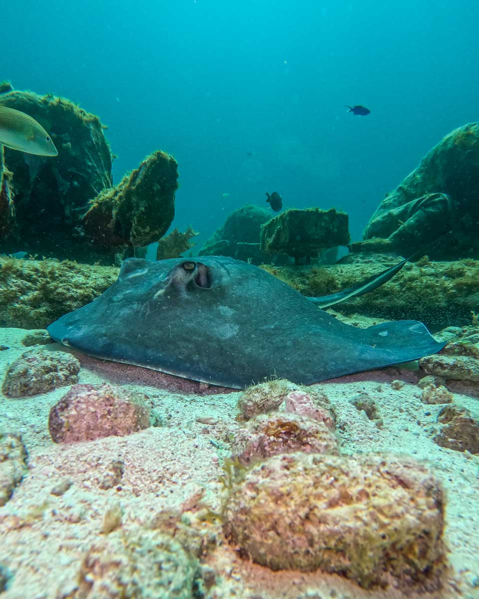 A sting ray on the ocean floor in Cancun, mexico