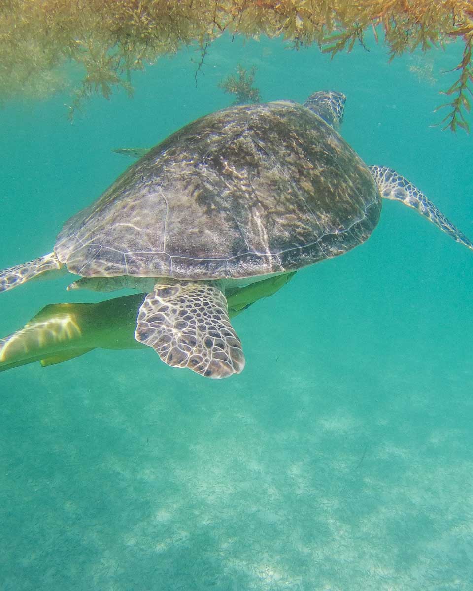 A turtle and a fish swim together at Akumal Beach