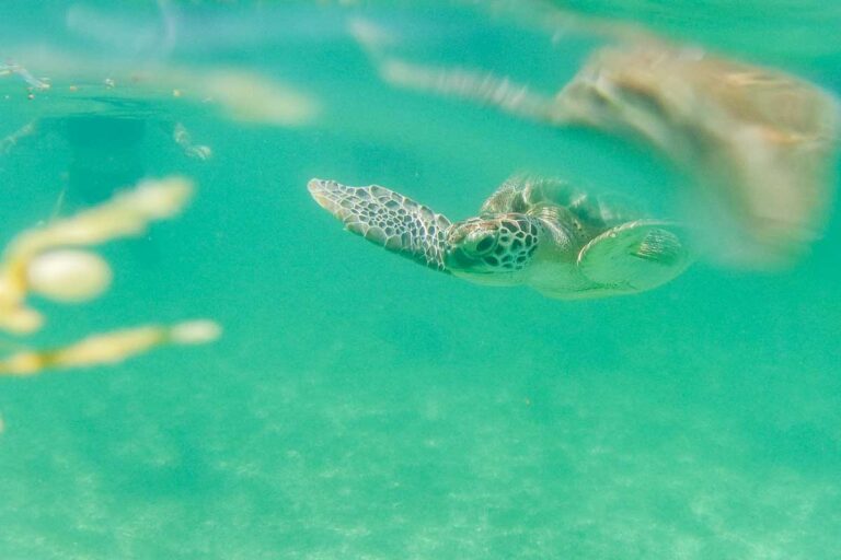 Beautiful shot of a turtle at Akumal Beach in Mexico