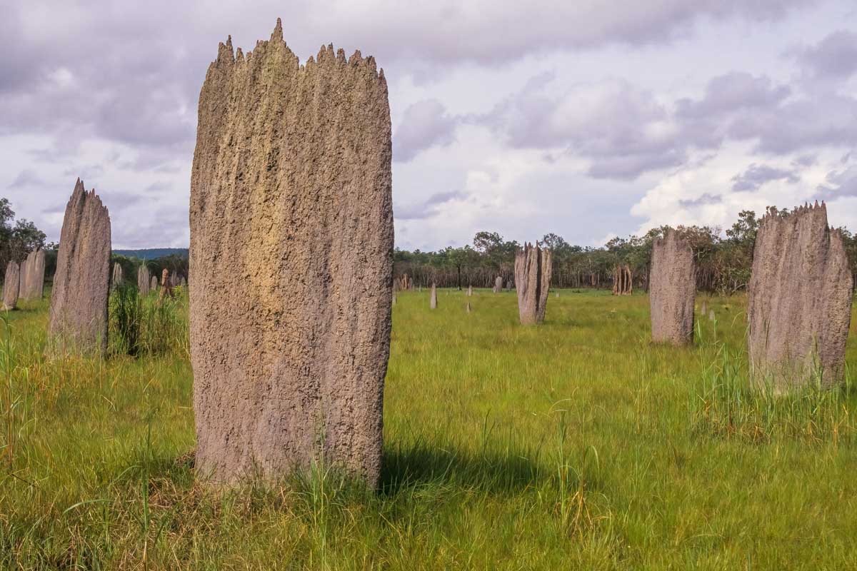 Magnetic Termite Mounds in Litchfield National Park, Darwin