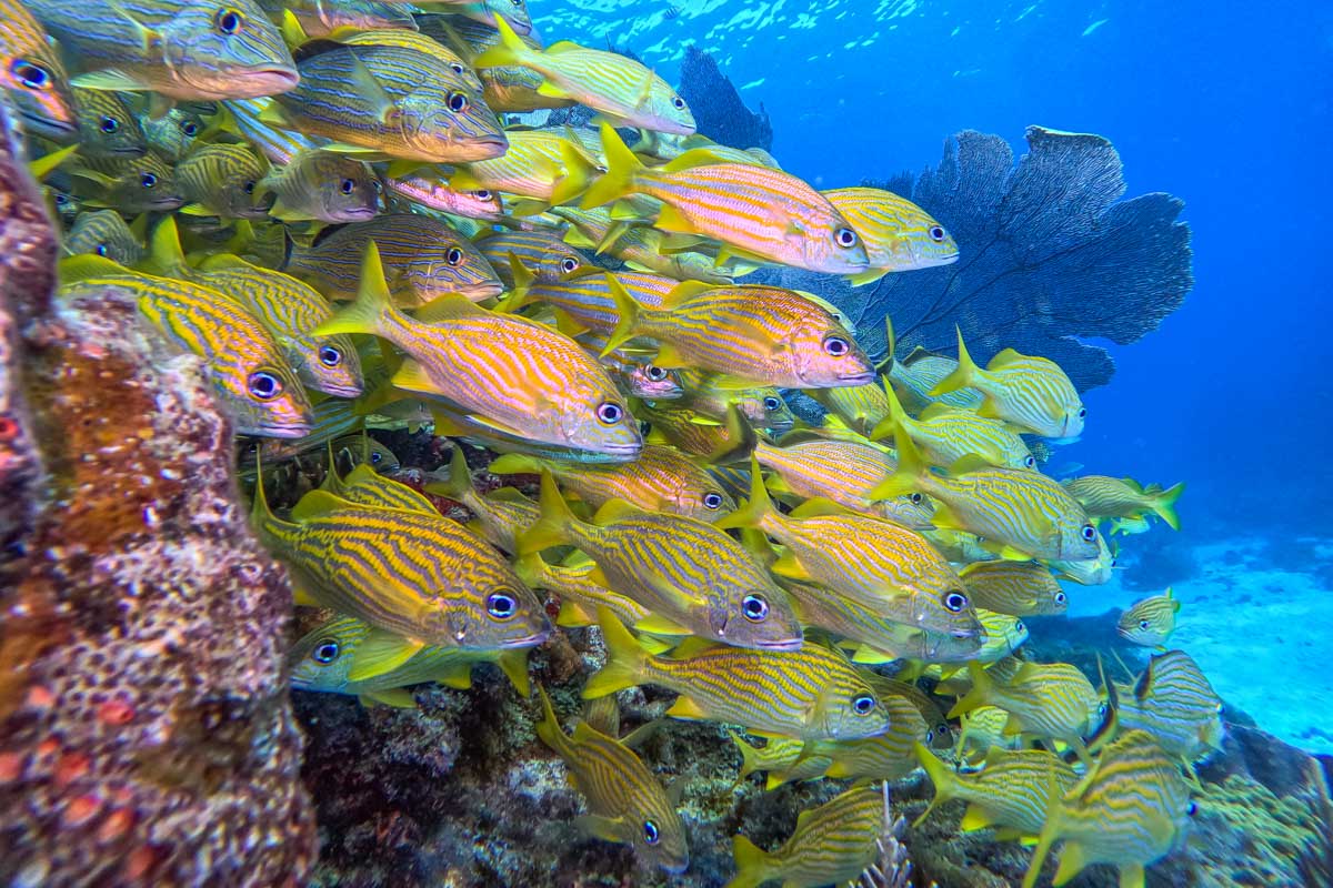 School of tropical fish while scuba diving in Cabo San Lucas