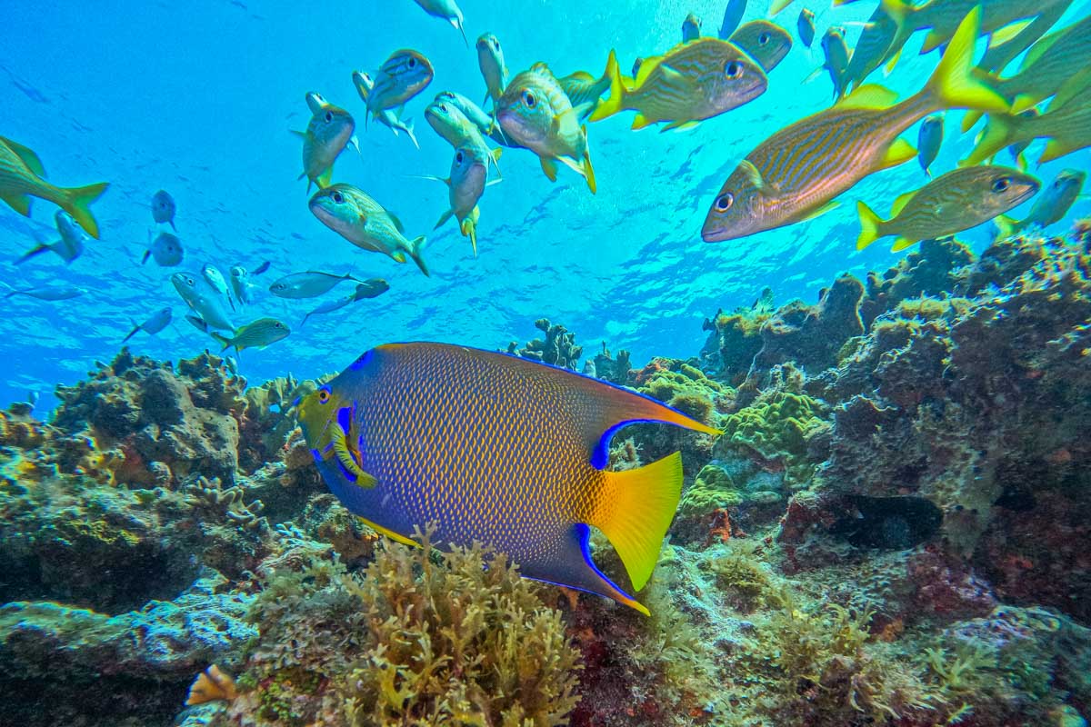 Tons of tropical fish swim in the ocean while scuba diving off the coast of Rio De Janeiro, Brazil