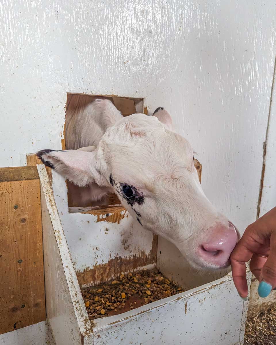A cow at D Dutchmen Dairy in the Okanagan, BC