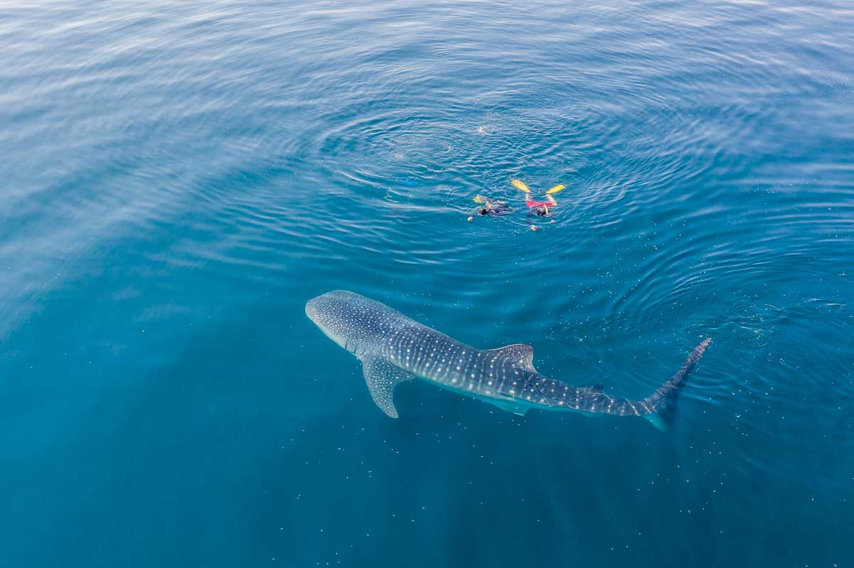 A few people swim with a whale shark in Tulum, Mexico as seen from a drone