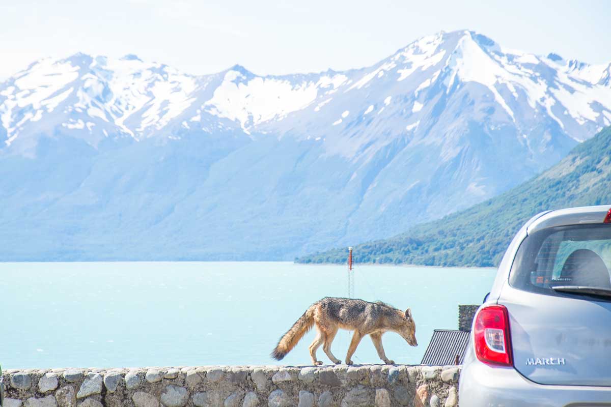 A fox near our rental car in Argentina