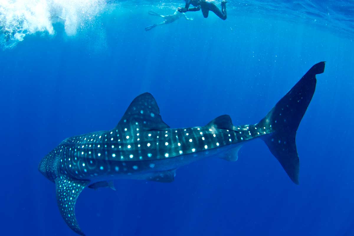 A person swims near a whale shark off the coast of Tulum, Mexico