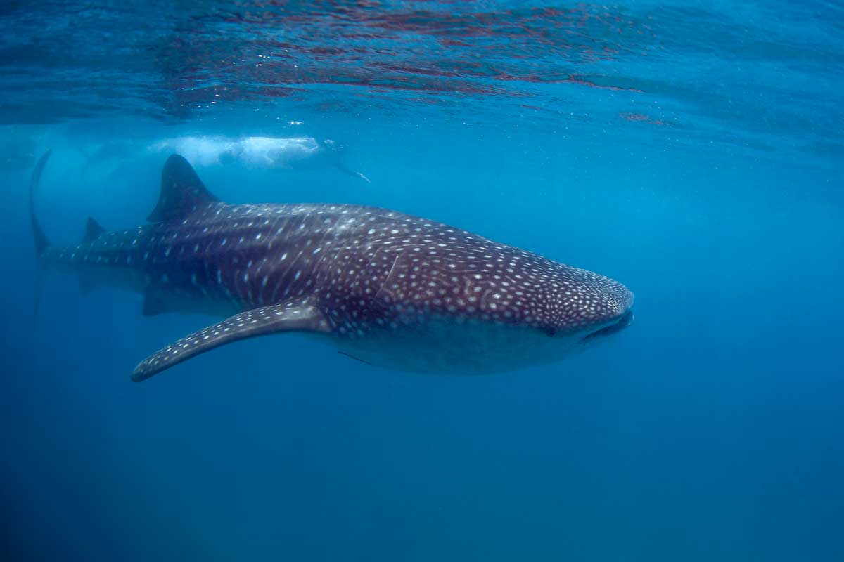 A whale shark swims through the water off the coast of Tulum, Mexico