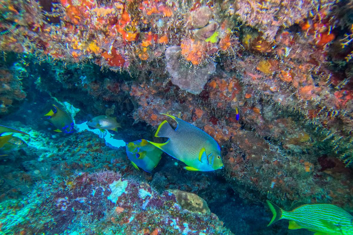 Fish swim under a rock that we saw while snorkeling in Cancun, Mexico