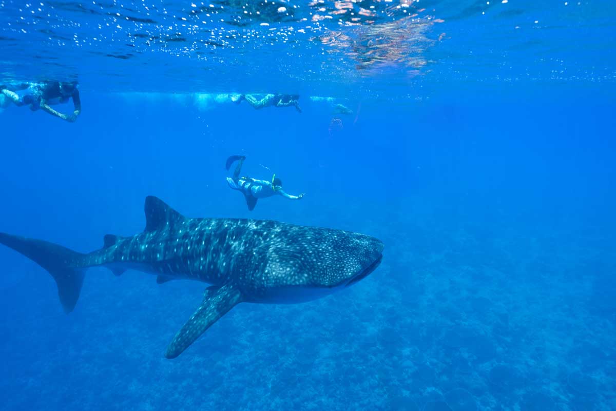 Tourists snorkel next to Whale Shark off the coast of Tulum, Mexico