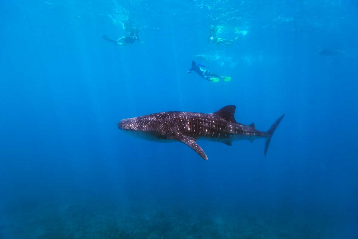 Whale shark swimming off the coast of Mexico