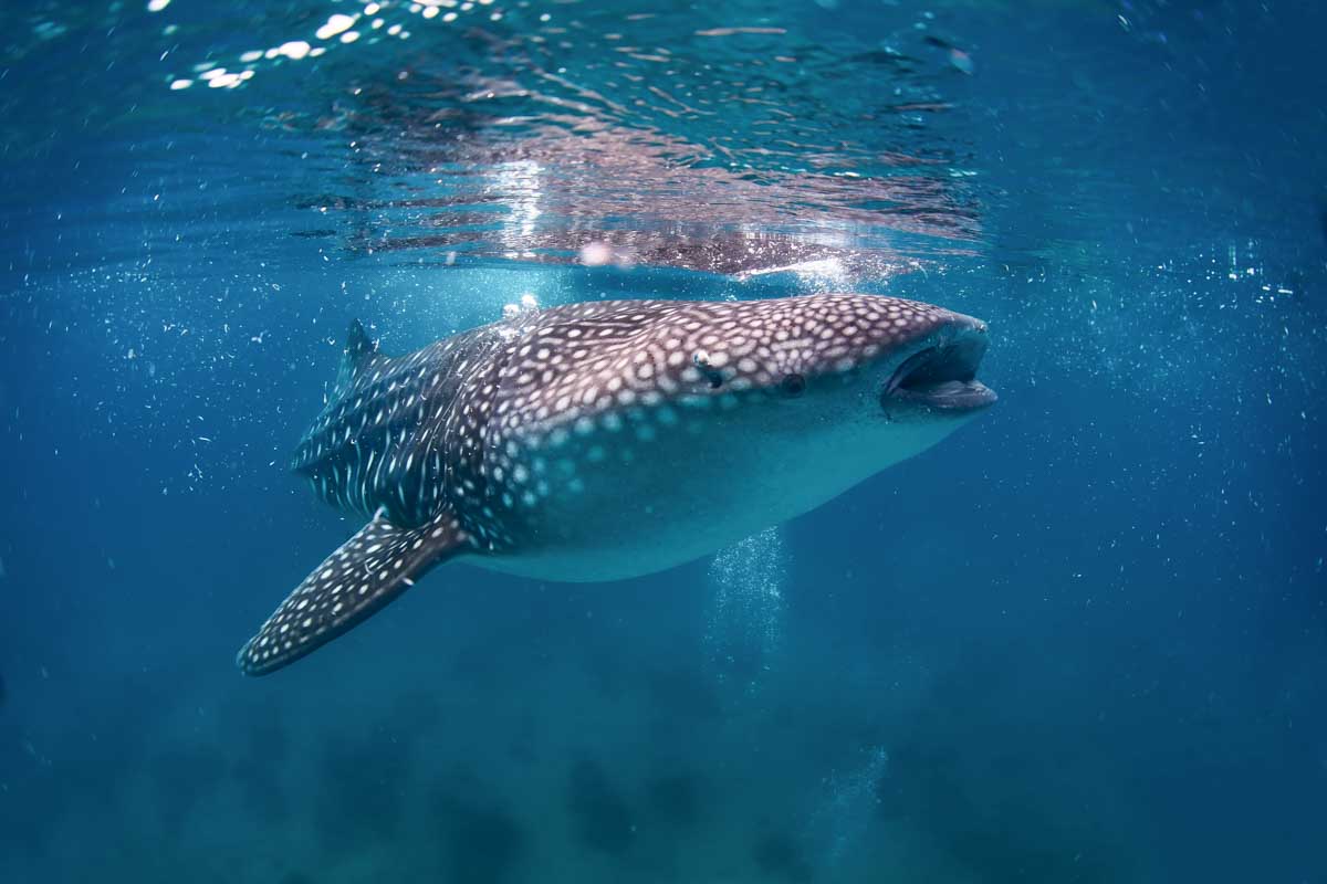 Whale shark swimming through the water Isla Mujeres, Mexico