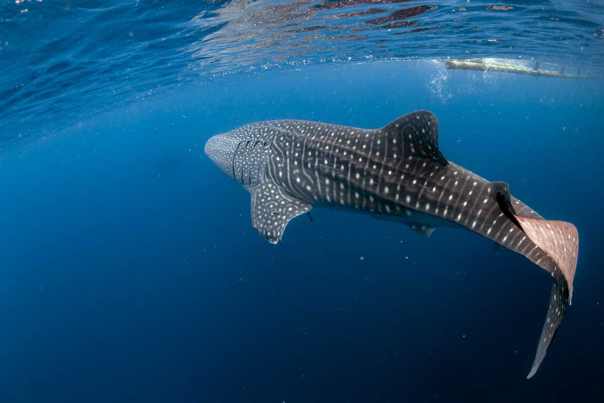 Whale shark swims past me with my camera off the coast of Isla Mujeres, Mexico
