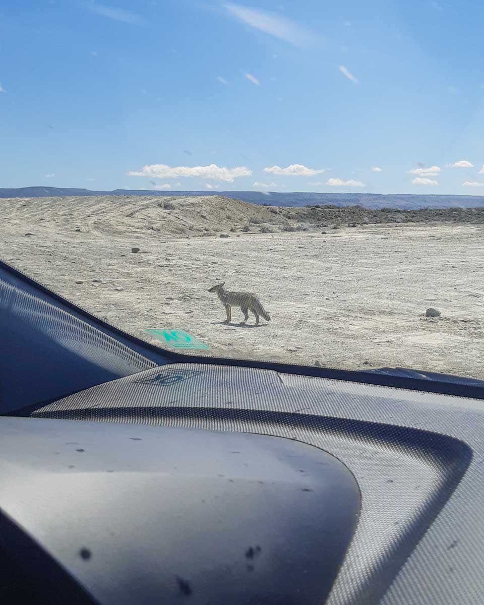 a fox in patagonia near our rental car