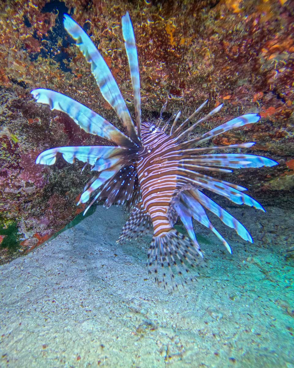 A lion Fish in the ocean while diving in Playa del Carmen, Mexico