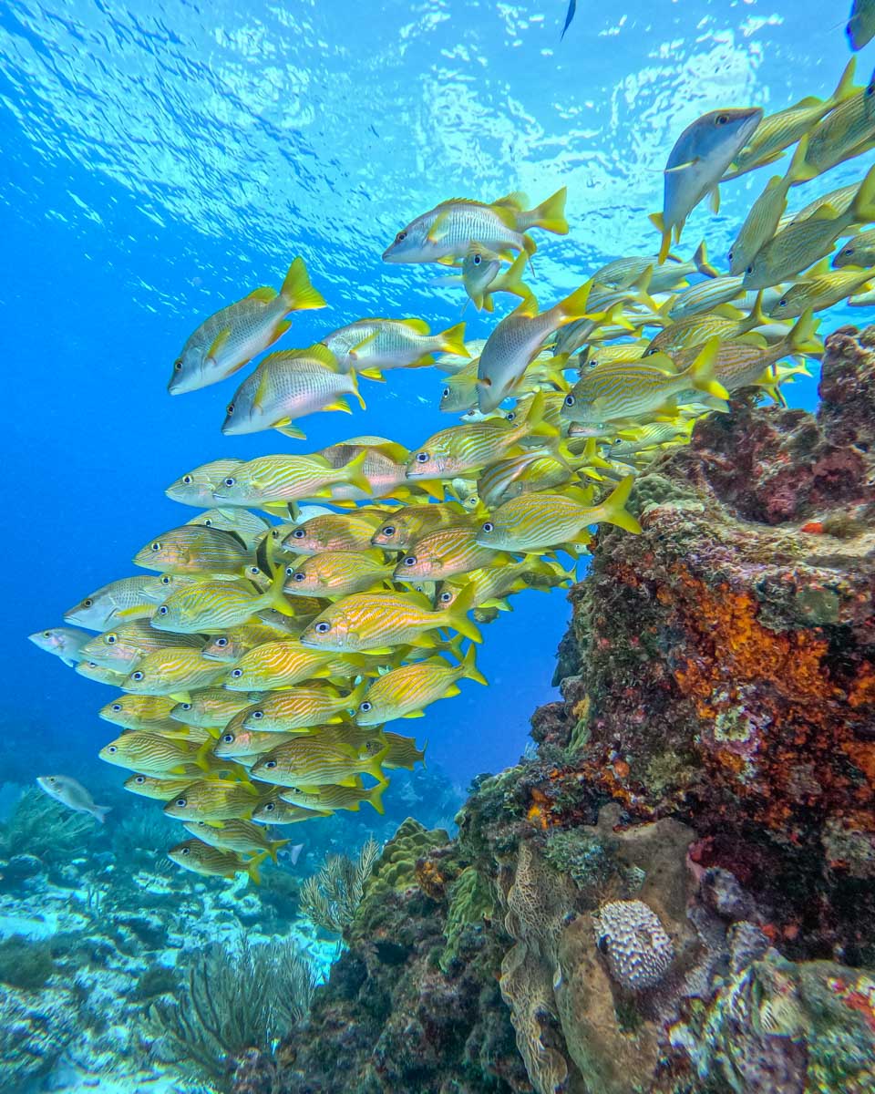 A school of fish while scuba diving in Playa del Carmen, Mexico