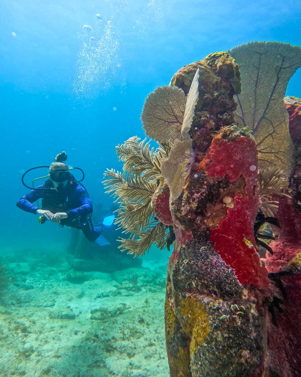Bailey swims past some corals while scuba Diving in Tulum, Mexico