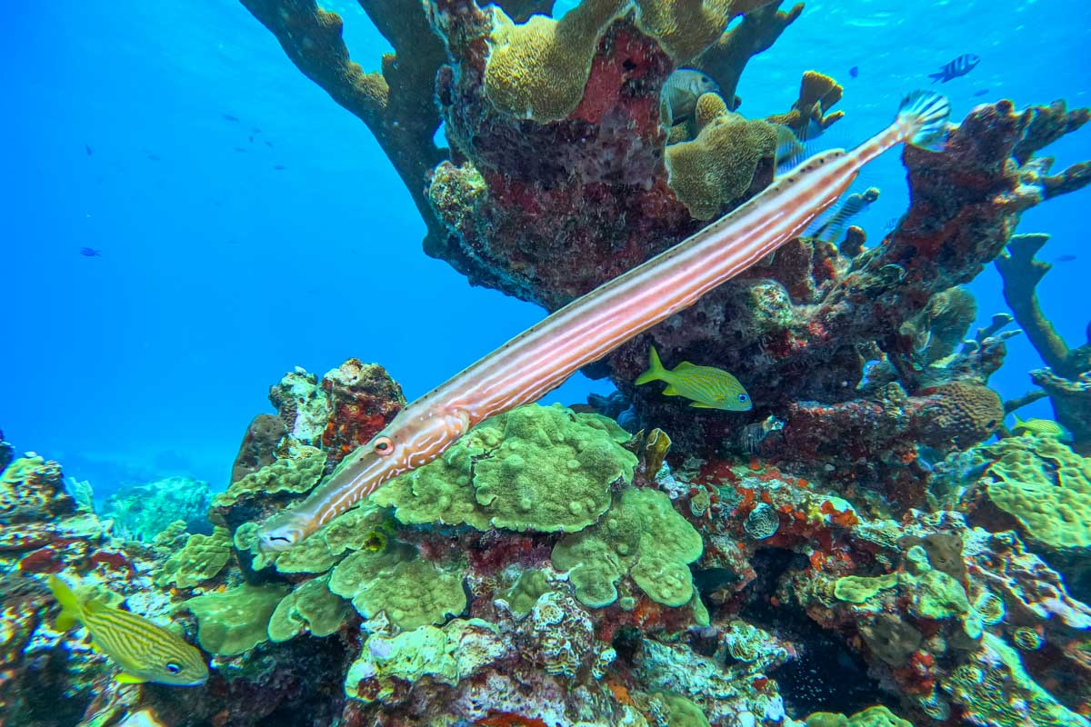 Interesting fish swims through the water while scuba diving in Isla Mujeres, Mexico
