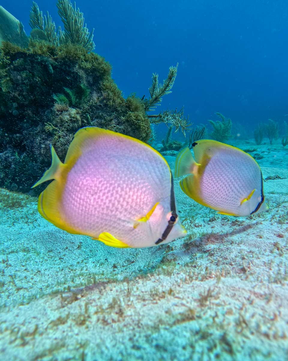 Two fish on the ocean floor while scuba diving in Playa del Carmen, Mexico